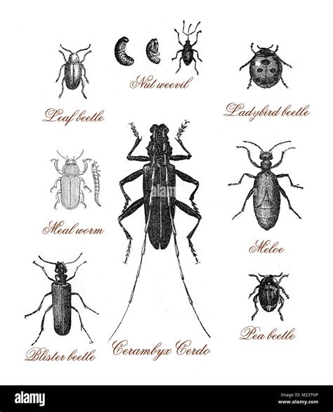 Tipos De Escarabajos