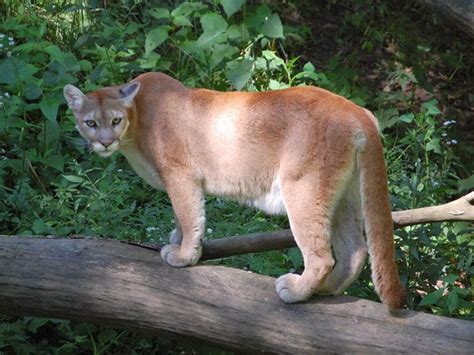 sociedadedosanimais.com.br/pesquise-e-conheça-um-pouco-sobre-os-animais ...