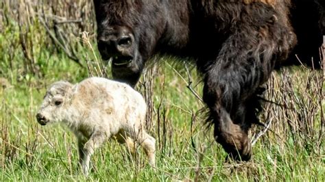 Rare White Buffalo Calf Spotted In Yellowstone National Park