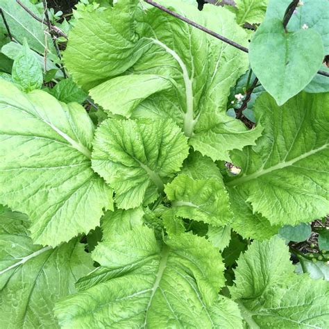 Edible Greens In Hawaii Kumu Aina Farm