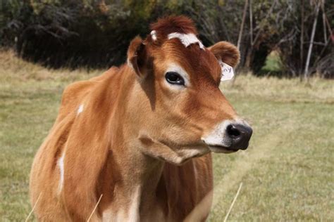 Jersey Cow Farming, Feed Chart, Milk, Breed Facts | Agri Farming