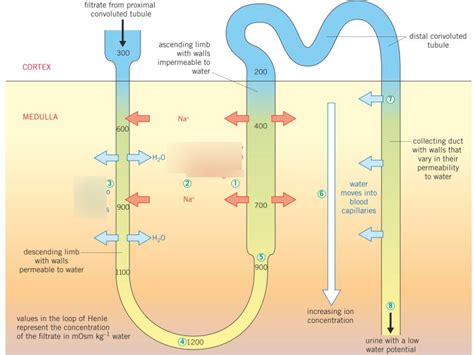 The Nephron And Osmoregulation Diagram Quizlet