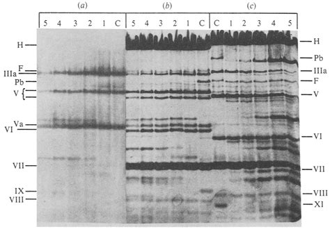 Autoradiogram A And Electropherogram B C After Slab Gel Sds Page