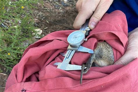 Was New Indigenous Womens Ranger Team Help Threatened Golden