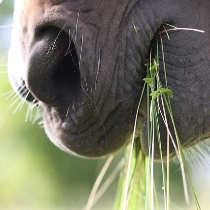 Plantes Toxiques Pour Les Chevaux