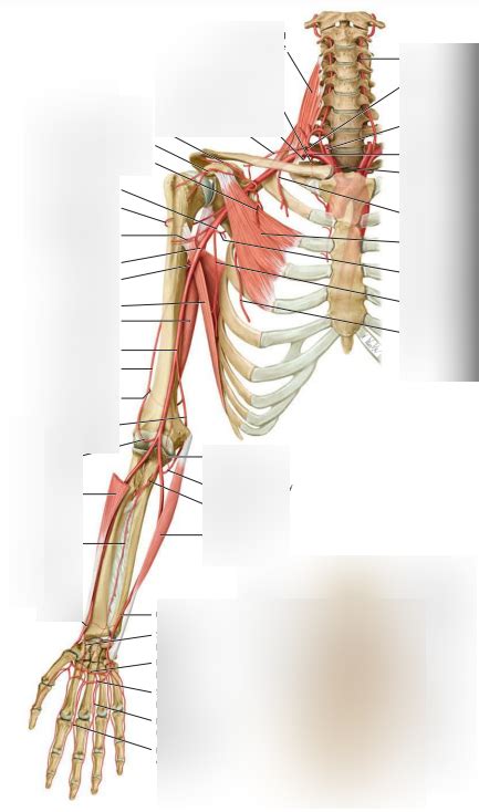 Axillary Artery Labeling Diagram Quizlet