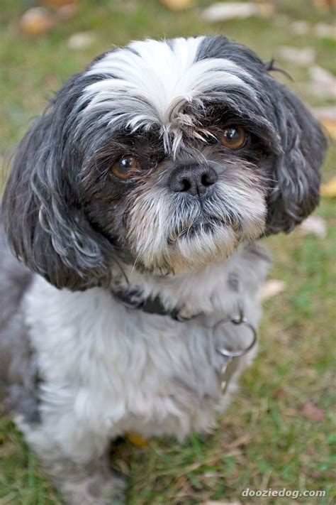 Cute Dogs: Shih Tzu