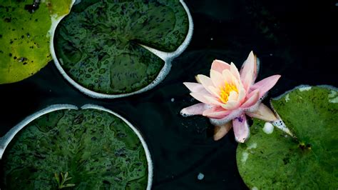 Download Wallpaper 2560x1440 Water Lily Flower Petals Pink Pond