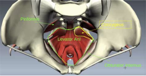 Pelvic Floor Considerations Flashcards Quizlet