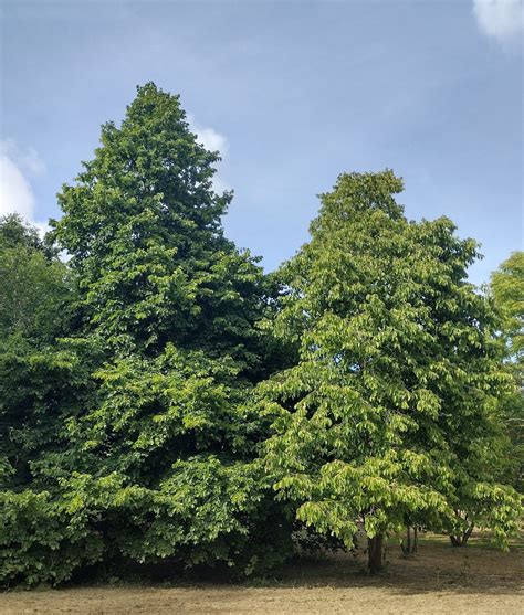 Corylus colurna - Trees and Shrubs Online