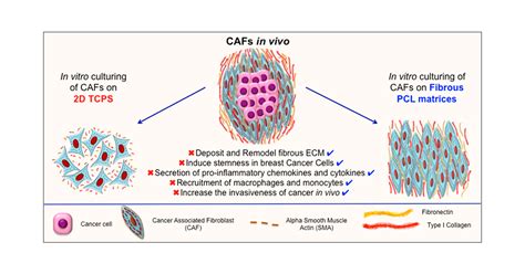 Inflammatory Role Of Cancer Associated Fibroblasts In Invasive Breast