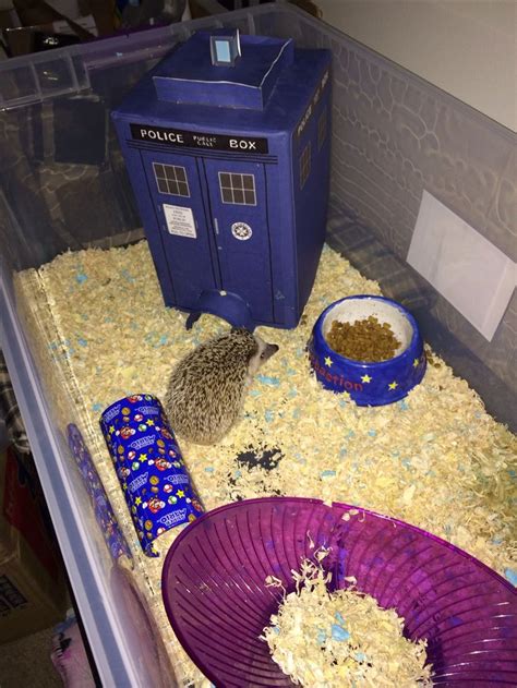 101 best hedgehog cage images on Pinterest | Hedgehogs, Exotic animals ...