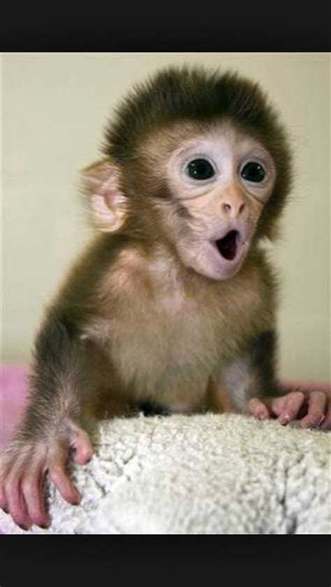 What Monkeys Look Like When Someone Has A Banana Cute Baby Monkey