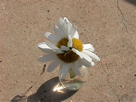 Pest Alert: Aster Yellows | N.C. Cooperative Extension