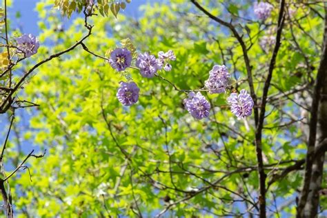 Wisteria Frutescens American Wisteria Grow And Care Tips Florgeous