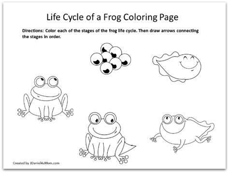 Life Cycles Coloring Pages