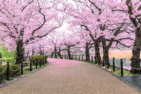 Top Five Most Romantic Trees