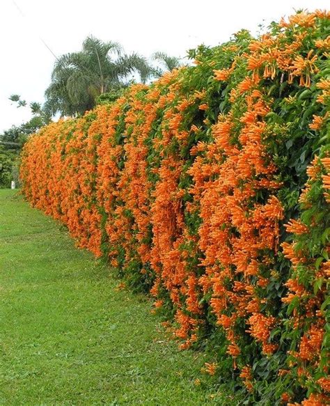 Trumpet Creeper Evergreen Vines Fence Landscaping Evergreen Plants