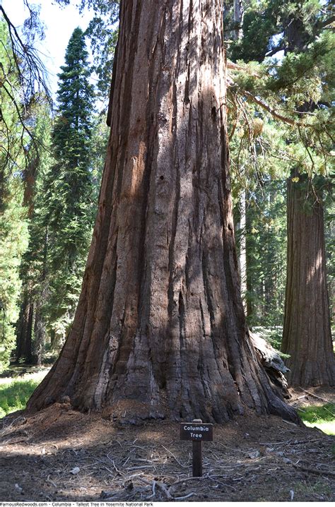 Yosemite National Park Famous Redwoods