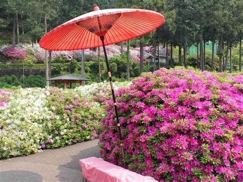 Azalea Garden Nezu Shrine Japan Deluxe Tours