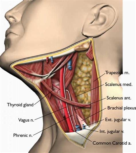 Anterior Neck Anatomy