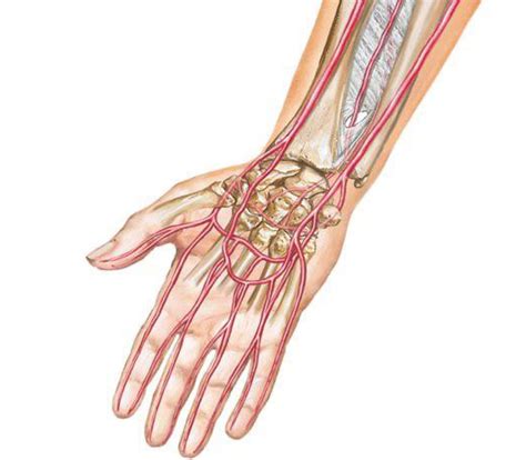 Wrist and Hand Arteries Diagram | Quizlet