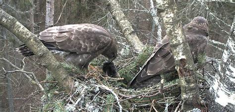 video  egg  buzzard nest looduskalenderee