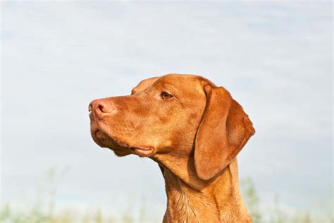 7 Main Vizsla Colors You Need To Know (With Pictures)