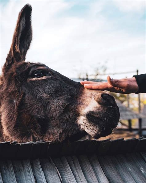 Donkey Behavior: The Ultimate Guide to Knowing Your Long-Eared Friends