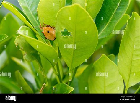 Lemon Tree Pests Hi Res Stock Photography And Images Alamy