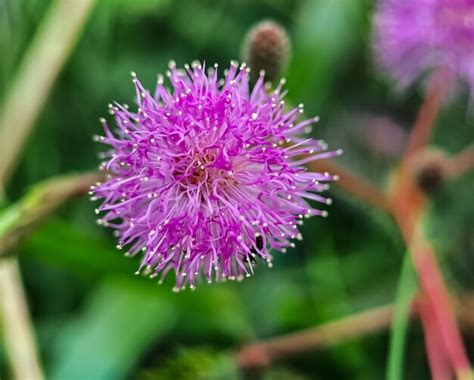 Mimosa Strigillosa Um Membro Da Fam Lia Original E Perene Da Ervilha