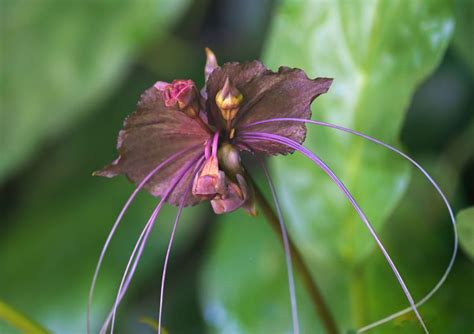 Black Bat Flower: Care and Growing Guide