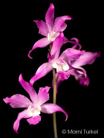 Laelia Autumnalis 582 Orchids Wild Orchid Orchidaceae