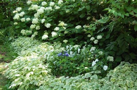 Posts About Trumpet Honeysuckle On Gardeninacity Summer Hydrangeas