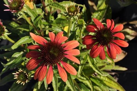 Sonnenhut Red Pearl Echinacea Purpurea Wyss Shop