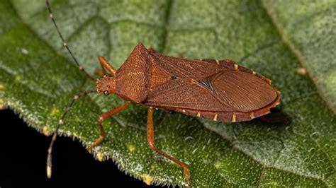 10 Worst Garden Pests And How To Get Rid Of Them For Good