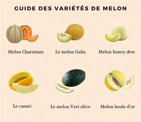 Vari T S De Melon Guide Pratique Pour Choisir Le Bon Fruit Pour Votre