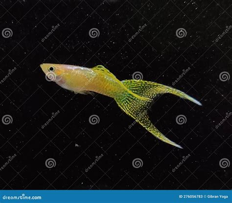 Black Swordtail Xiphophorus Helleri Male Aquarium Fish Isolated On