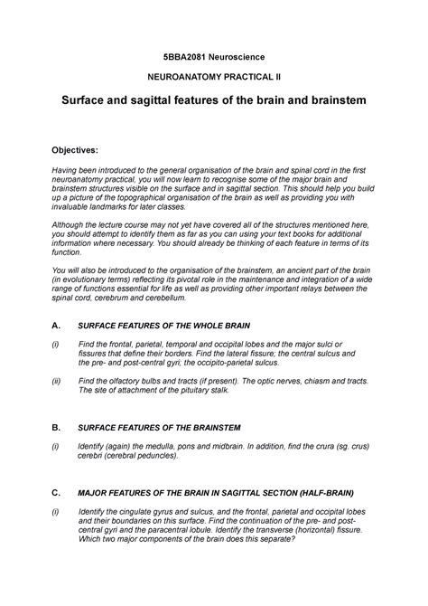 Bba P Worksheet Neuroanatomy Bba Neuroscience