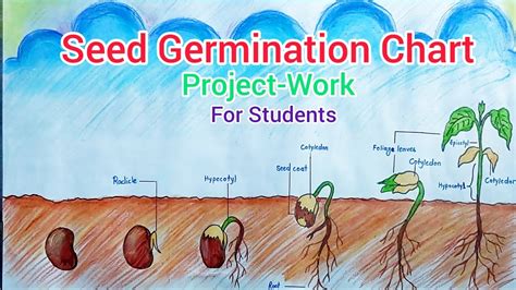 Seed Germination Chart SCIENCE PROJECT FOR STUDENTS