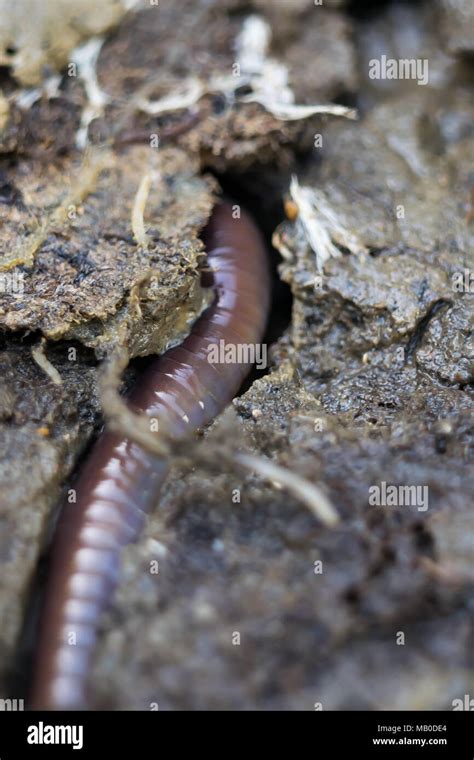 Slimy worm hi-res stock photography and images - Alamy