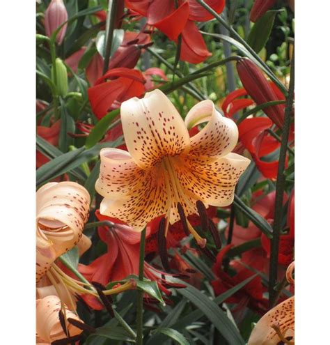 Lilium 'Tiger Babies'