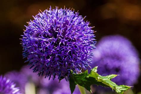 How To Grow Echinops British Green Thumb