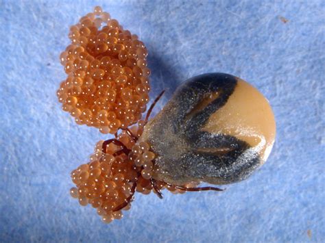 Ixodes Scapularis Deer Tick