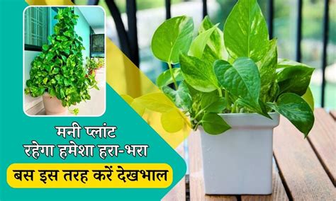 मनी प्लांट रहेगा हरा भरा बस इस तरह करें देखभाल Money Plant Care Tips