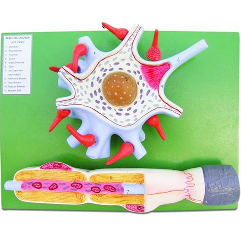 nerve cell nerve cell manufacturer hospital nerve cell suppliers