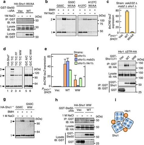 Effects Of Sho1 Tm Domain Mutants On Hog1 Activation A Download