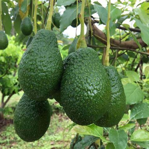 ต้นอะโวคาโด้ พันธุ์แฮส Avocado Hass ต้นสวยแข็งแรง เป็นผลไม้ที่มีประโยชน์ต่อสุขภาพ ขนาดลำต้นสูง