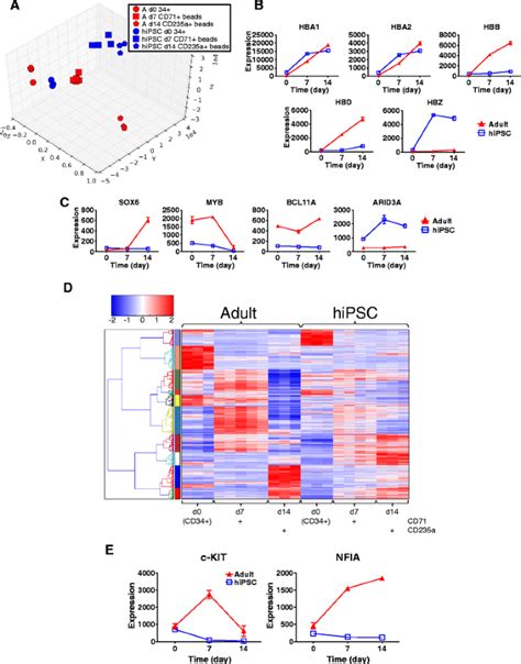 Distinct Gene Expression Program Dynamics During Erythropoiesis From