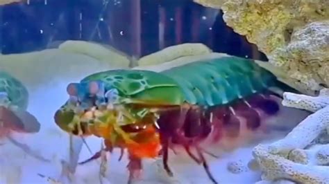 Udang Mantis Disebut Sebagai Petinju Handal Miliki Kemampuan